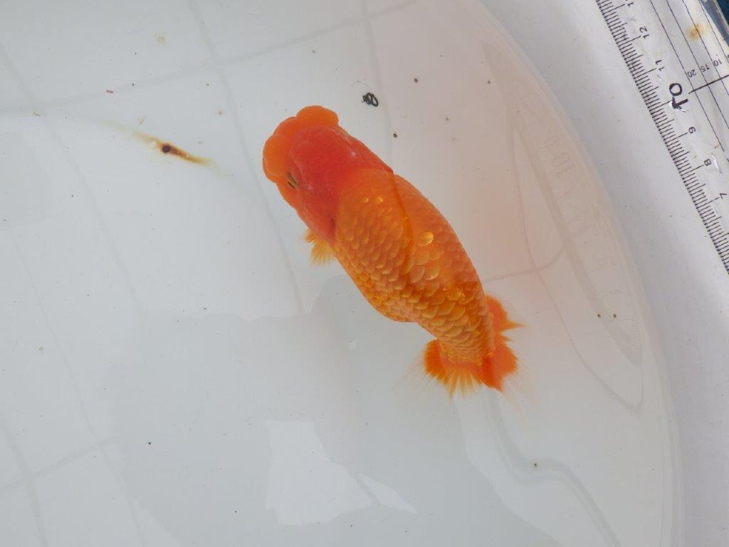 【 全国大会西大関獲得ブリーダー】二歳に向けて飼育! 当歳らんちゅう 西大関系統 約15㎝ オス?