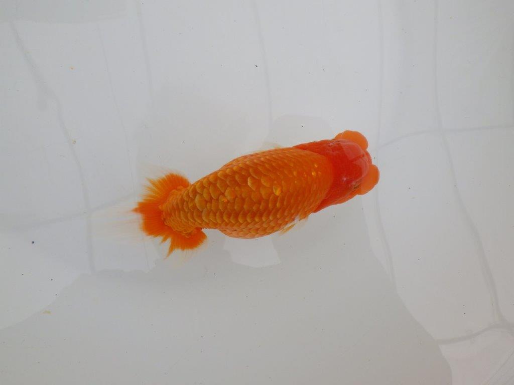 【 全国大会西大関獲得ブリーダー】二歳に向けて飼育！　当歳らんちゅう　西大関系統　約15㎝  オス？の上身