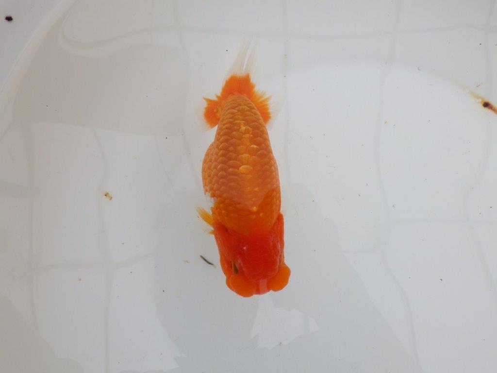 【 全国大会西大関獲得ブリーダー】二歳に向けて飼育! 当歳らんちゅう 西大関系統 約15㎝ オス?