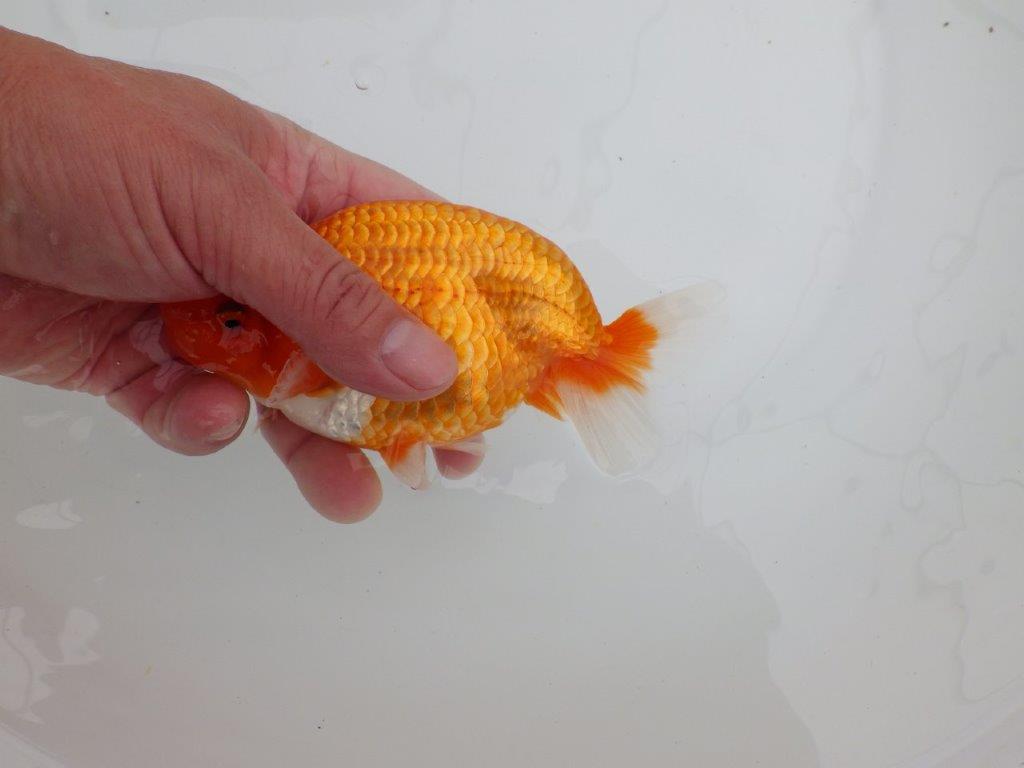 【 全国大会西大関獲得ブリーダー】二歳に向けて飼育! 当歳らんちゅう 西大関系統 約15㎝ オス?