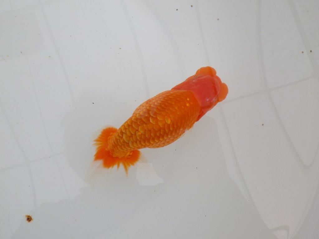 【 全国大会西大関獲得ブリーダー】二歳に向けて飼育! 当歳らんちゅう 西大関系統 約15㎝ オス?