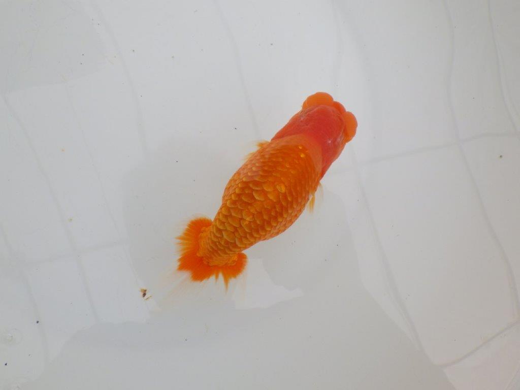 【 全国大会西大関獲得ブリーダー】二歳に向けて飼育! 当歳らんちゅう 西大関系統 約15㎝ オス?