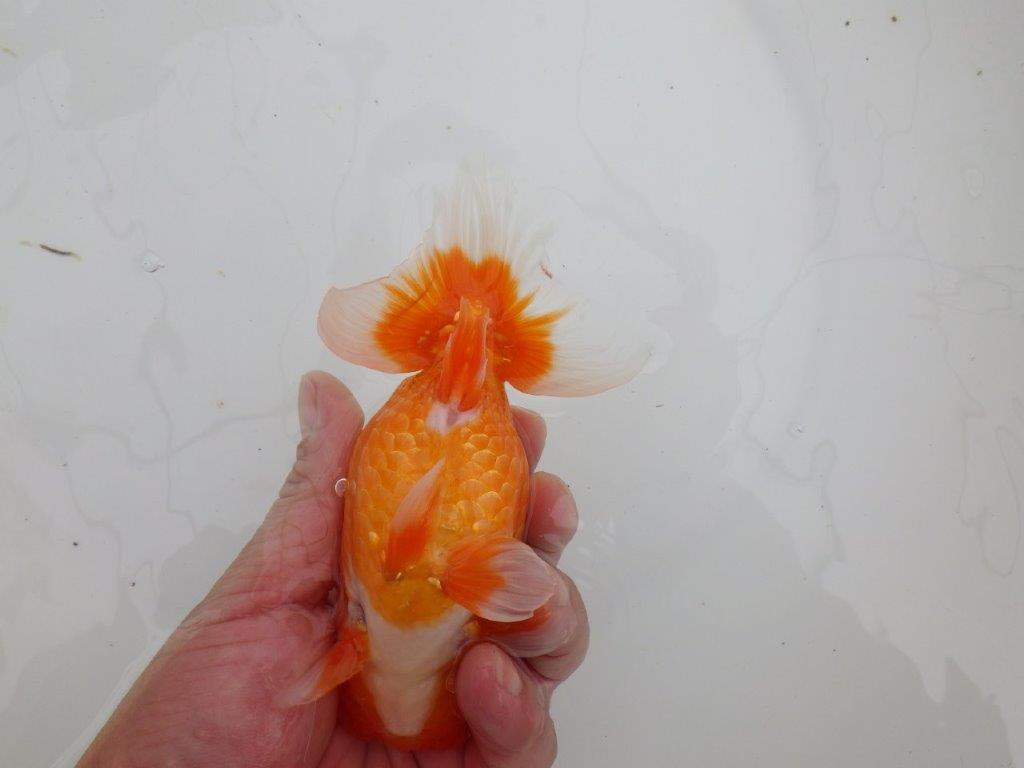 【 全国大会西大関獲得ブリーダー】二歳に向けて飼育! 当歳らんちゅう 西大関系統 約15㎝ オス?