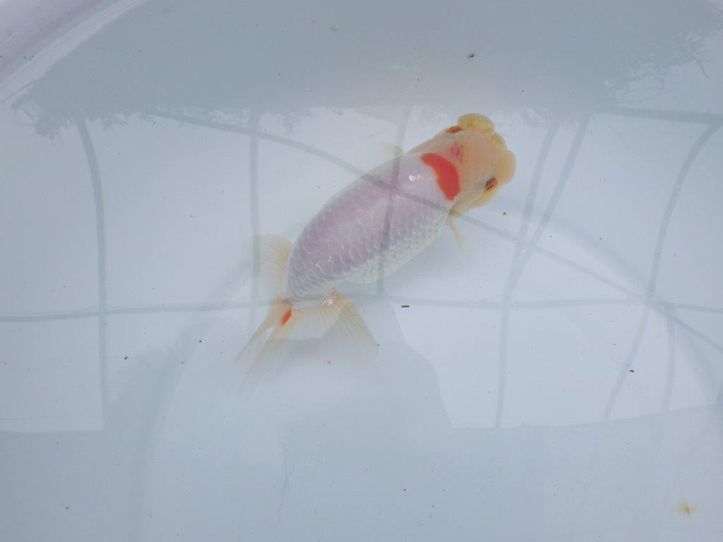 【 全国大会西大関獲得ブリーダー】二歳らんちゅうA　西大関系統　約16㎝  オス？