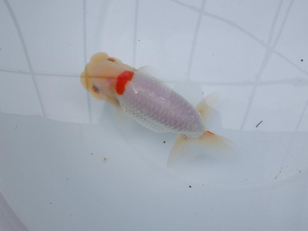 【 全国大会西大関獲得ブリーダー】二歳らんちゅうA　西大関系統　約16㎝  オス？