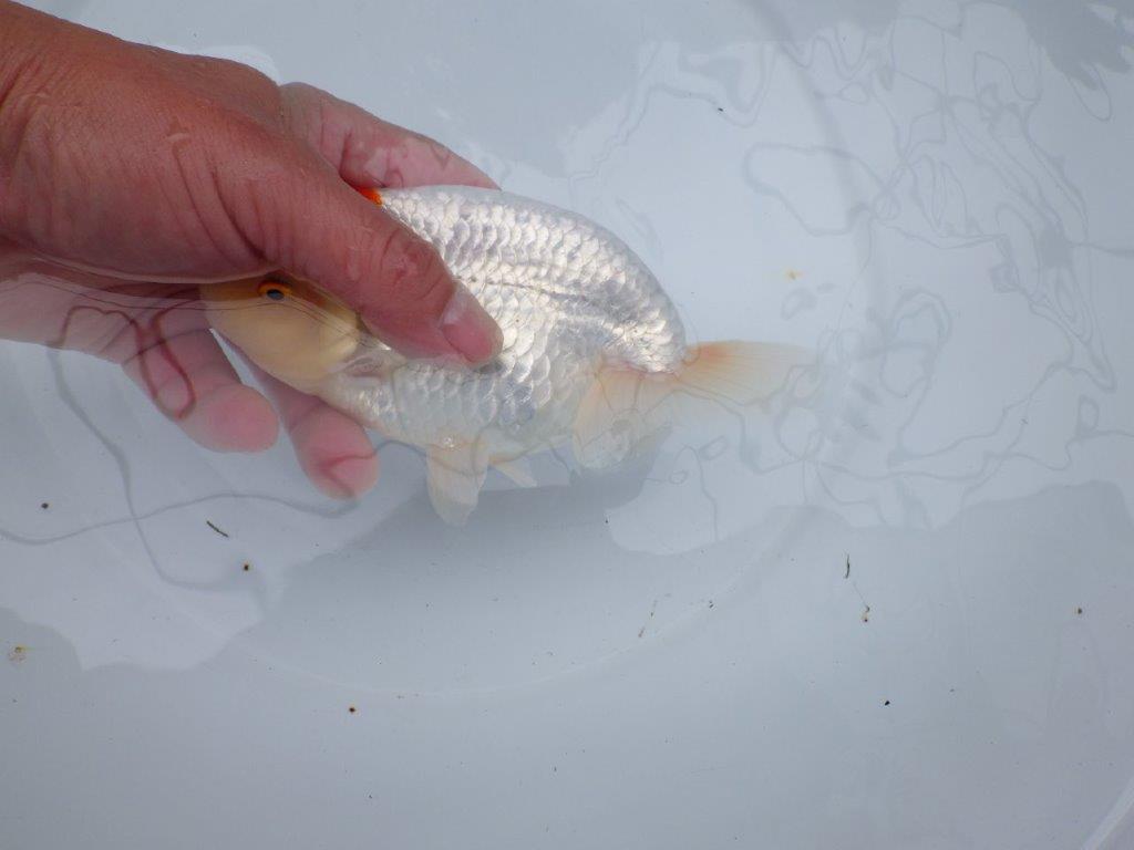 【 全国大会西大関獲得ブリーダー】二歳らんちゅうA　西大関系統　約16㎝  オス？