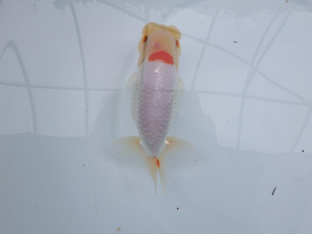 【 全国大会西大関獲得ブリーダー】二歳らんちゅうA　西大関系統　約16㎝  オス？