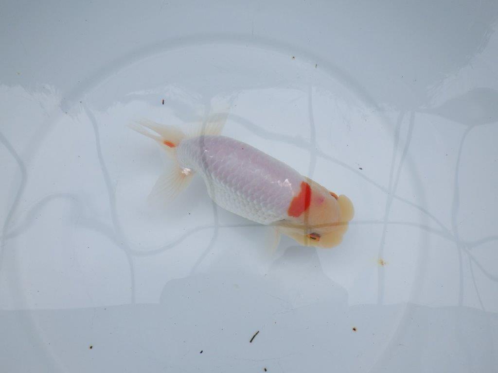 【 全国大会西大関獲得ブリーダー】二歳らんちゅうA　西大関系統　約16㎝  オス？