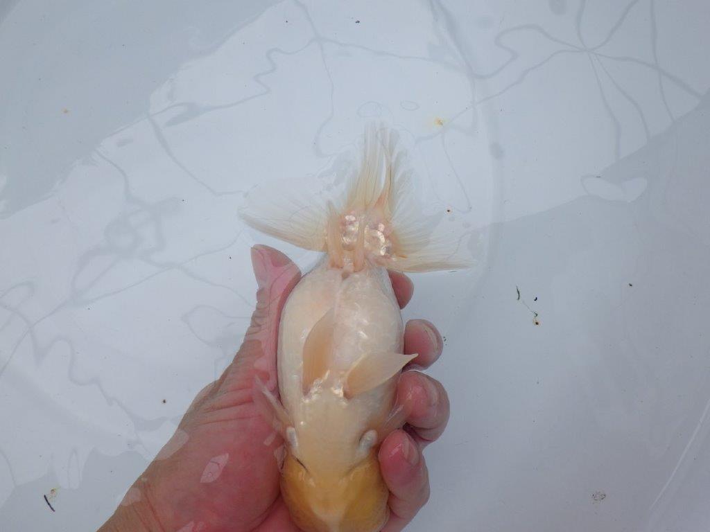 【 全国大会西大関獲得ブリーダー】二歳らんちゅうA　西大関系統　約16㎝  オス？