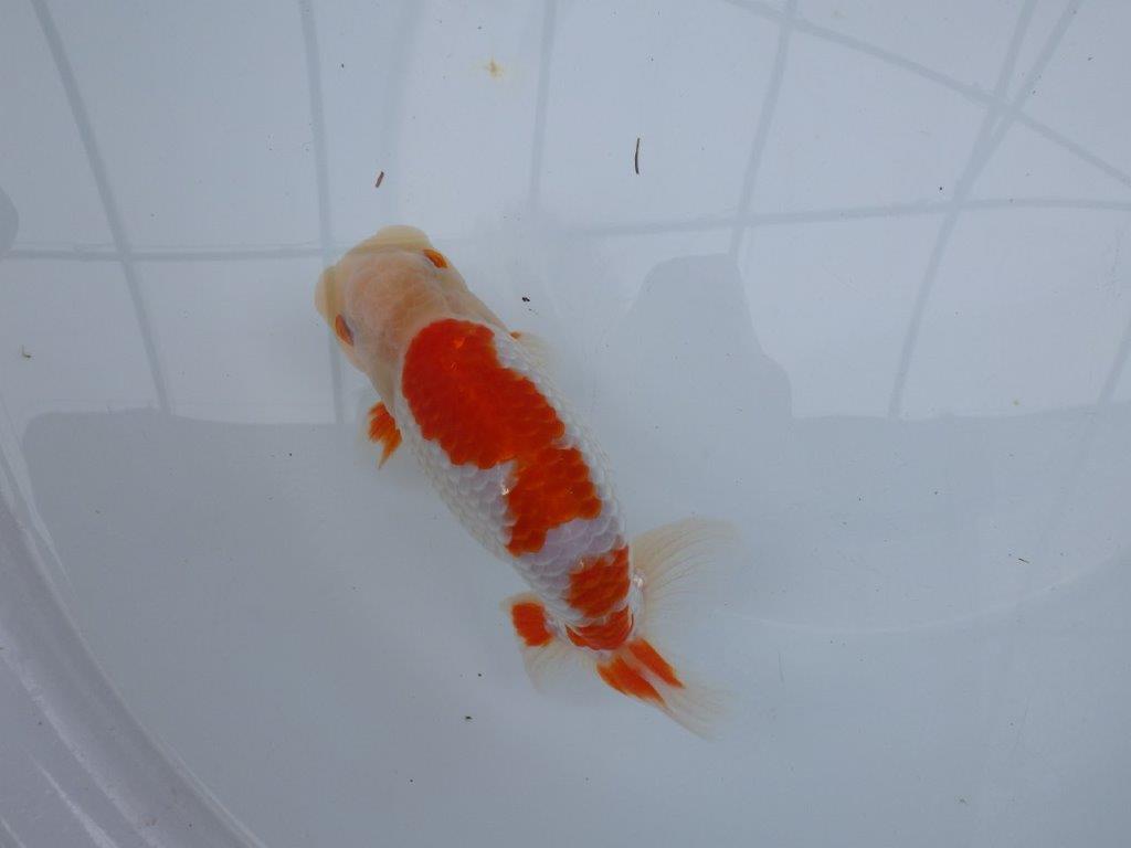 【 全国大会西大関獲得ブリーダー】二歳らんちゅうB　西大関系統　約16㎝  オス？