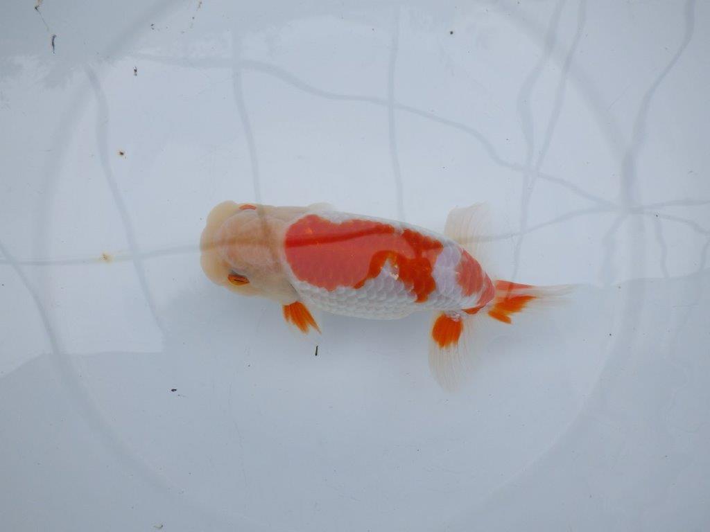 【 全国大会西大関獲得ブリーダー】二歳らんちゅうB　西大関系統　約16㎝  オス？