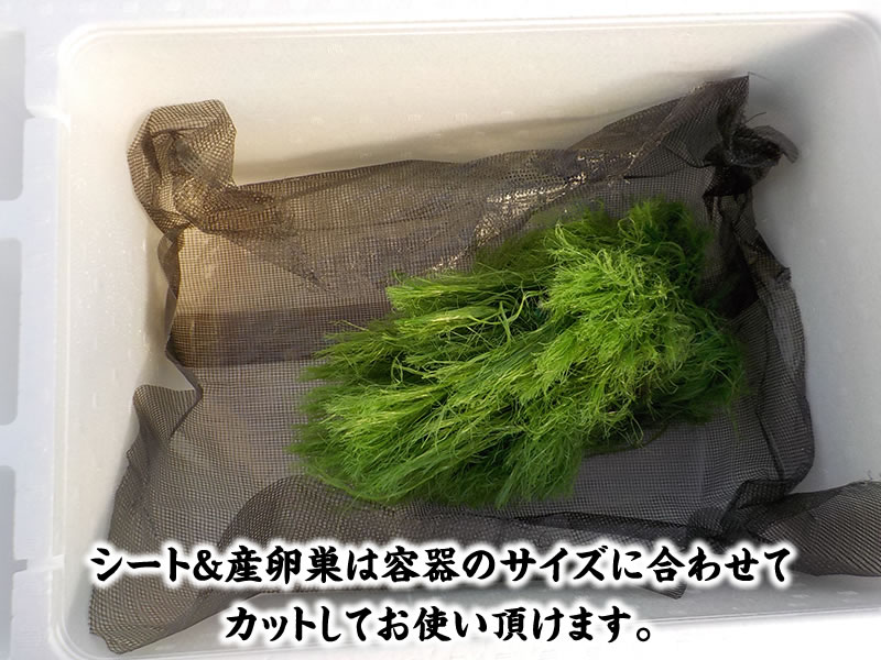 【産卵チャレンジ】はじめての産卵セット2026年!常勝系統魚でらんちゅう仔引きにチャレンジできます