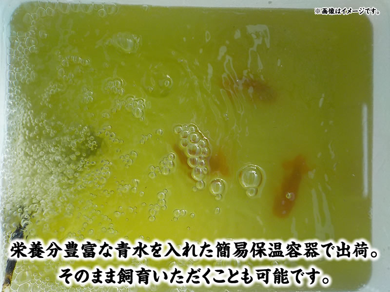 【産卵チャレンジ】はじめての産卵セット2026年!常勝系統魚でらんちゅう仔引きにチャレンジできます