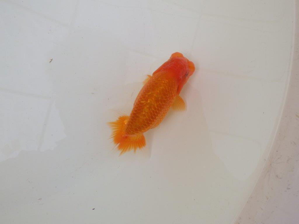 【 和歌山 濱田氏 系統魚】当歳らんちゅうB 約12㎝ 四ッ尾 二本舵 オス?