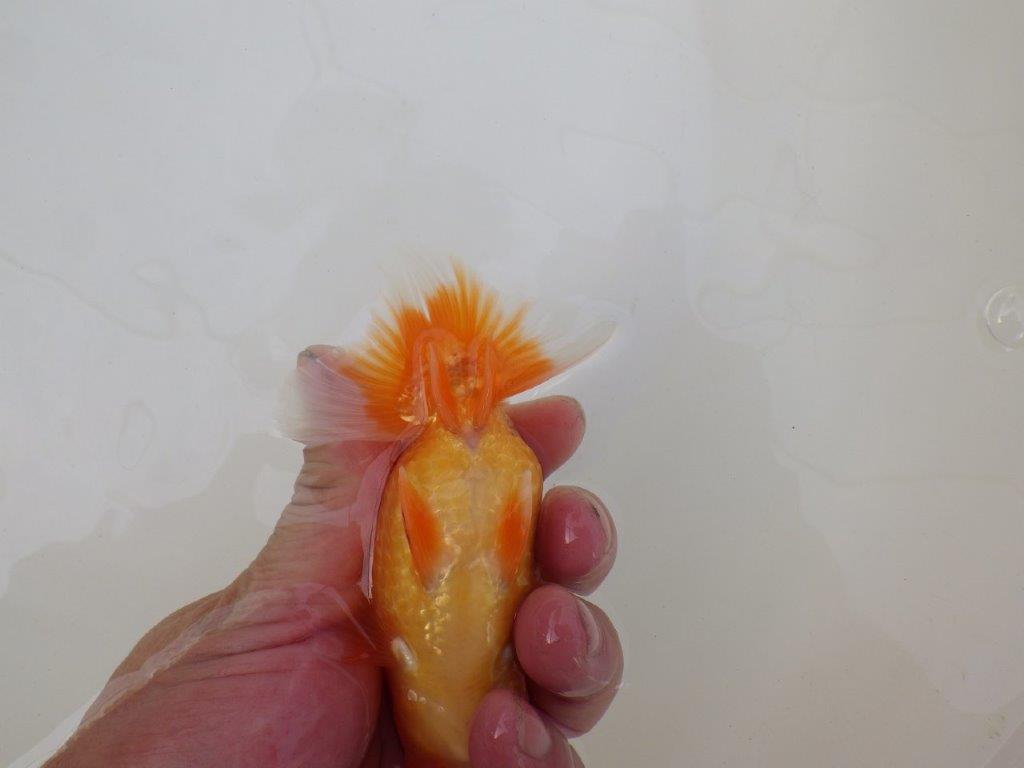 【 和歌山 濱田氏 系統魚】当歳らんちゅうB 約12㎝ 四ッ尾 二本舵 オス?