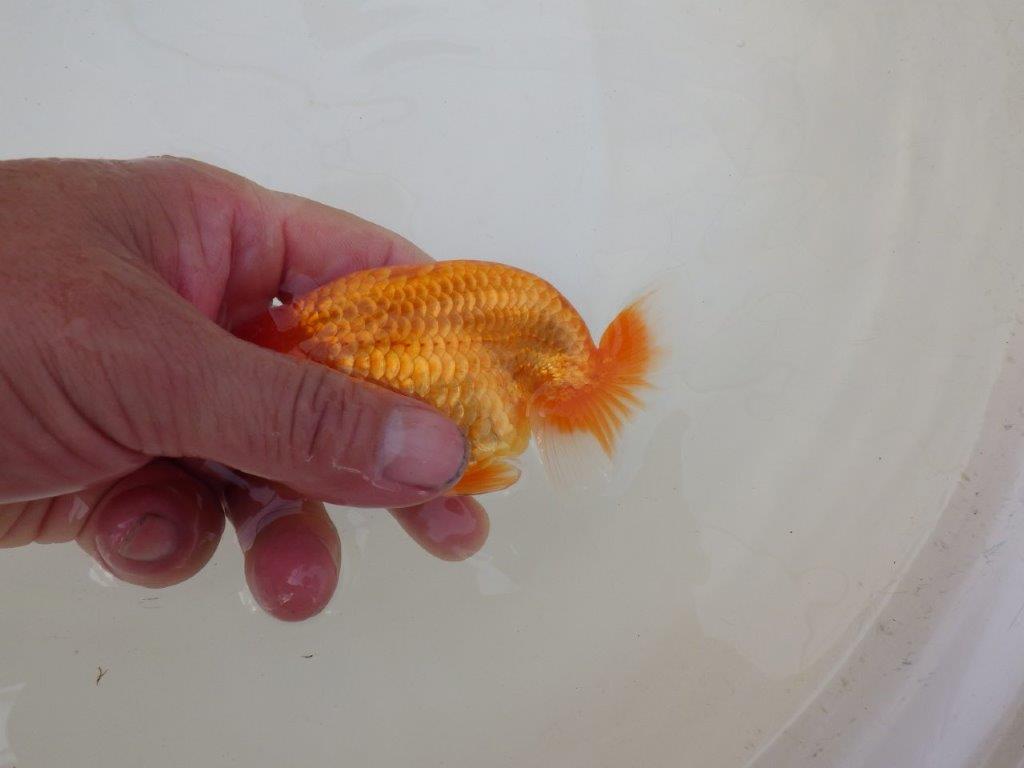 【 和歌山 濱田氏 系統魚】当歳らんちゅうB 約12㎝ 四ッ尾 二本舵 オス?