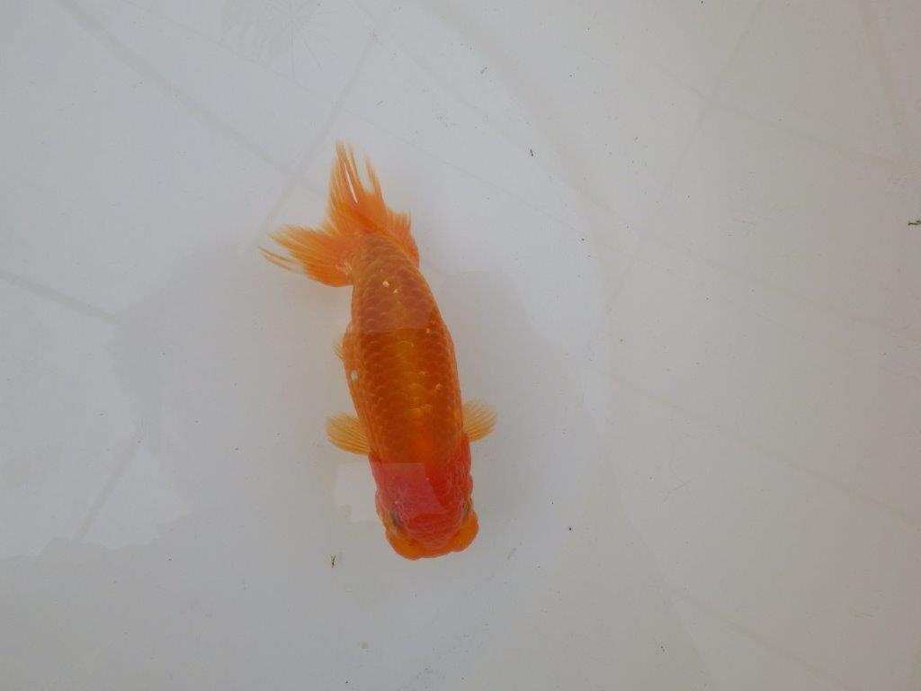 【 和歌山 濱田氏 系統魚】当歳らんちゅうC 約12,5㎝ 四ッ尾 二本舵 オス?