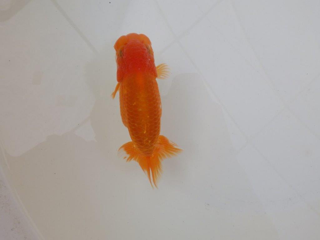 【 和歌山　濱田氏　系統魚】当歳らんちゅうC　約12,5㎝  四ッ尾　二本舵　オス？の上身