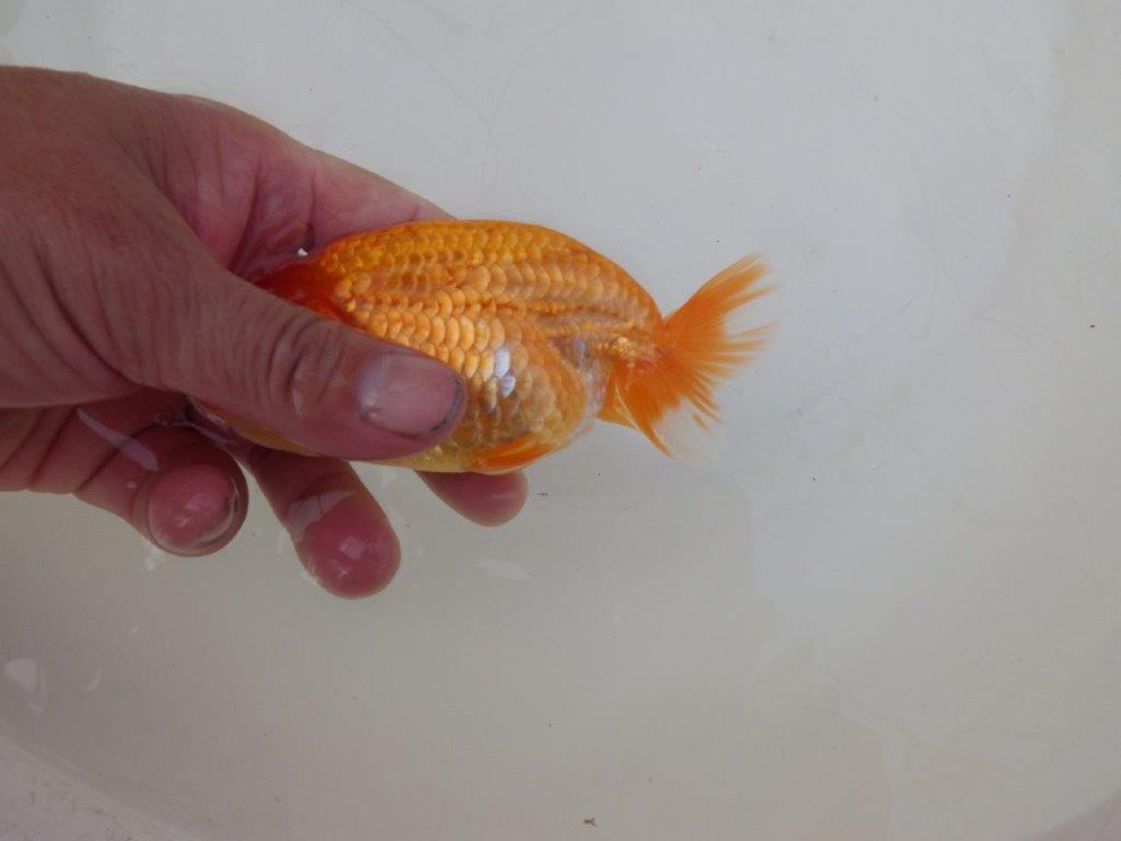 【 和歌山 濱田氏 系統魚】当歳らんちゅうC 約12,5㎝ 四ッ尾 二本舵 オス?