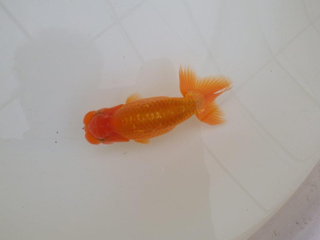 【 和歌山 濱田氏 系統魚】当歳らんちゅうD 約13㎝ 四ッ尾 二本舵 オス?