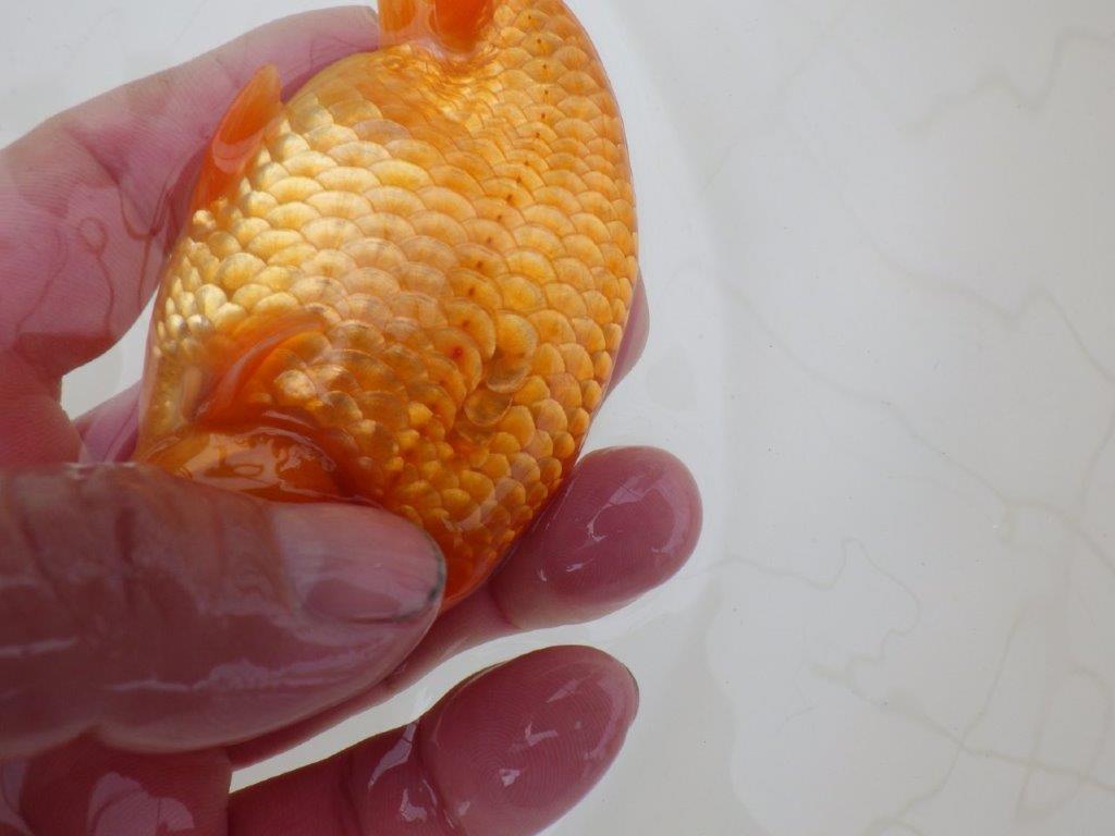 【 和歌山 濱田氏 系統魚】当歳らんちゅうD 約13㎝ 四ッ尾 二本舵 オス?