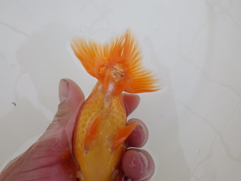 【 和歌山 濱田氏 系統魚】当歳らんちゅうD 約13㎝ 四ッ尾 二本舵 オス?