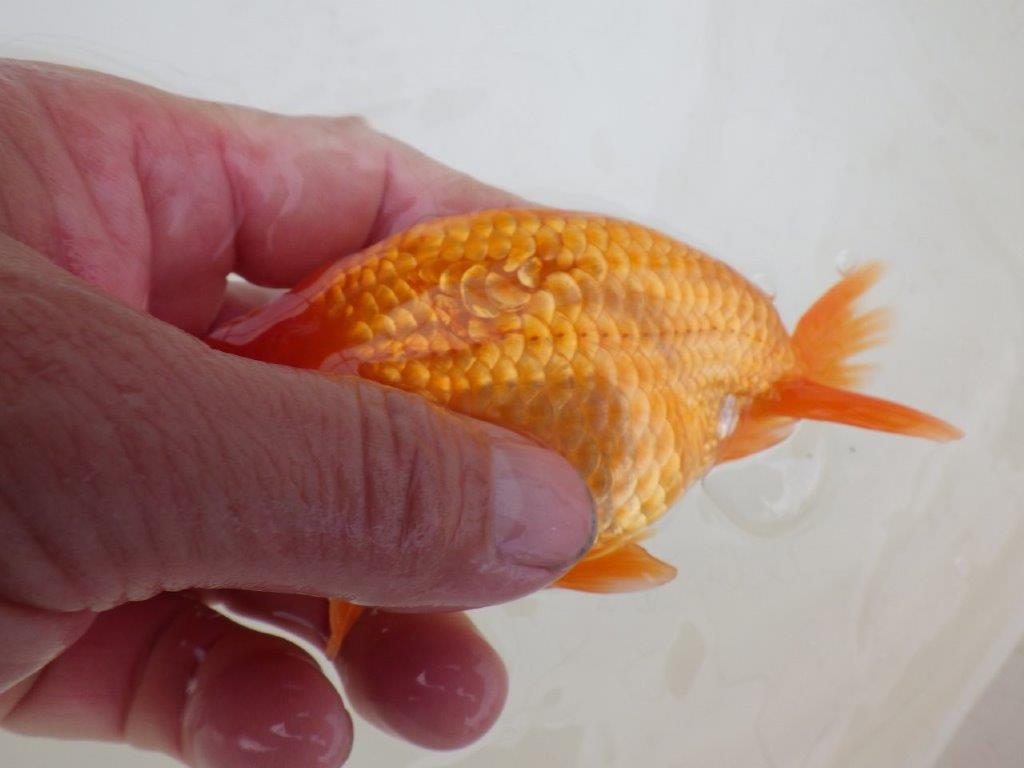 【 和歌山 濱田氏 系統魚】当歳らんちゅうD 約13㎝ 四ッ尾 二本舵 オス?