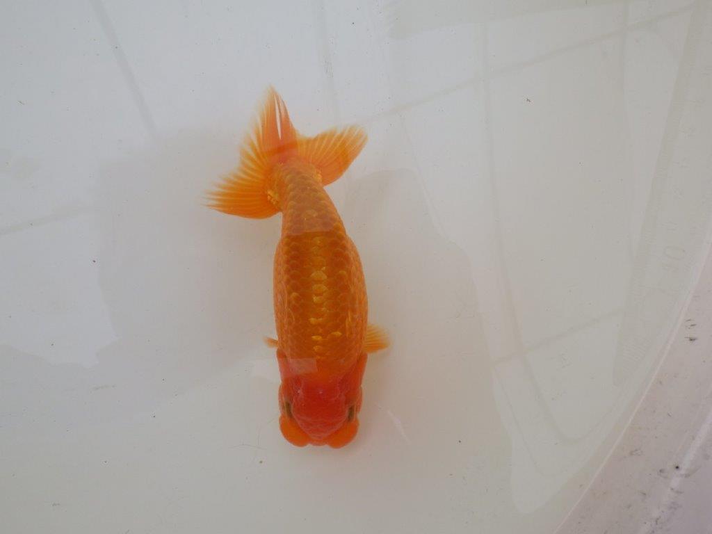 【 和歌山 濱田氏 系統魚】当歳らんちゅうD 約13㎝ 四ッ尾 二本舵 オス?