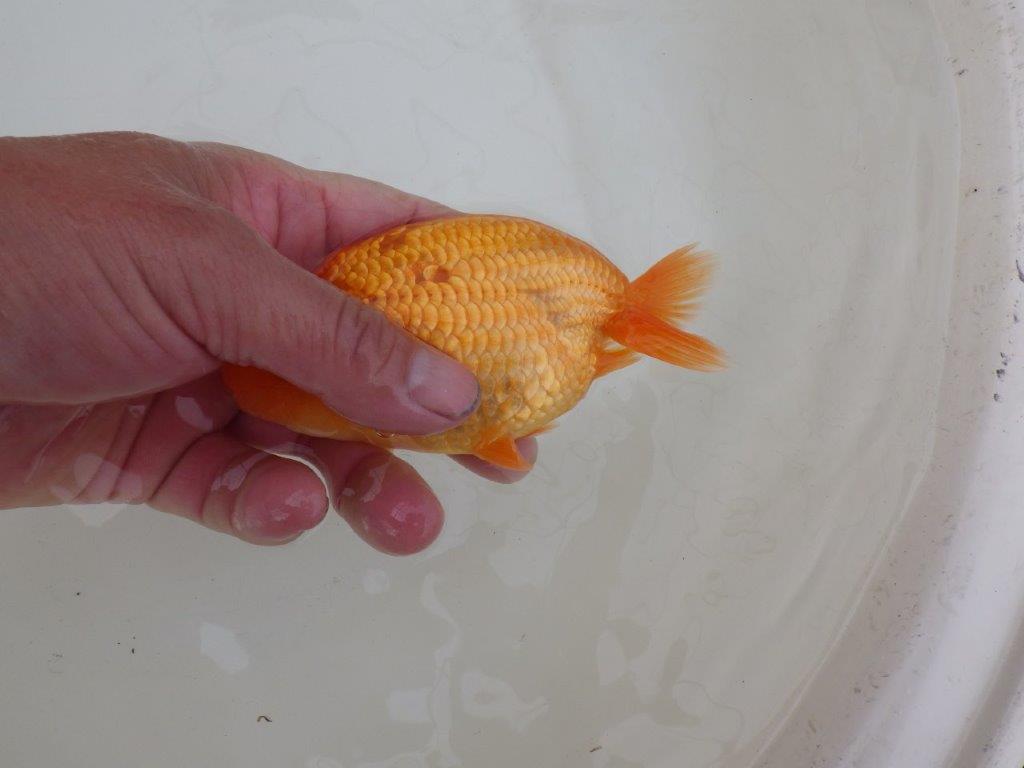 【 和歌山　濱田氏　系統魚】当歳らんちゅうE　約13㎝  四ッ尾　二本舵　オス？