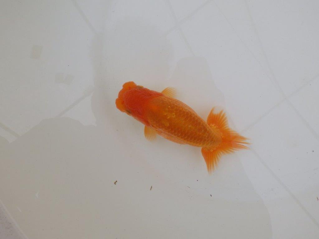 【 和歌山　濱田氏　系統魚】当歳らんちゅうE　約13㎝  四ッ尾　二本舵　オス？