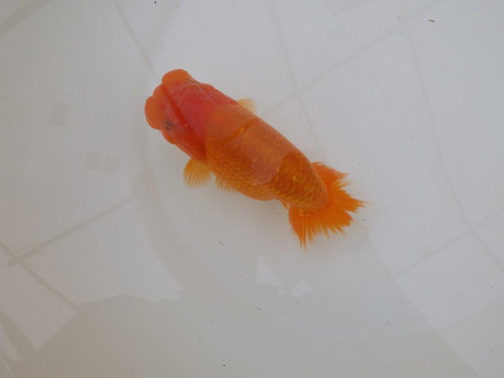 【 和歌山 濱田氏 系統魚】当歳らんちゅう F 約15㎝ 四ッ尾 二本舵 メス?