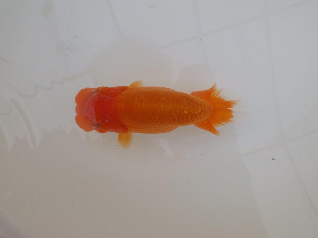 【 和歌山 濱田氏 系統魚】当歳らんちゅう F 約15㎝ 四ッ尾 二本舵 メス?