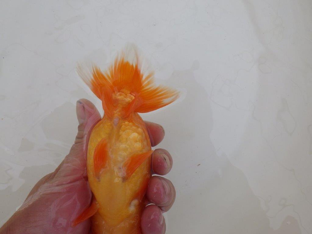 【 和歌山 濱田氏 系統魚】当歳らんちゅう F 約15㎝ 四ッ尾 二本舵 メス?