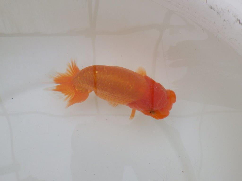 【 和歌山 濱田氏 系統魚】当歳らんちゅう F 約15㎝ 四ッ尾 二本舵 メス?