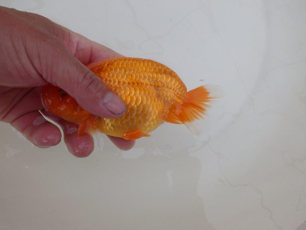 【 和歌山 濱田氏 系統魚】当歳らんちゅう F 約15㎝ 四ッ尾 二本舵 メス?