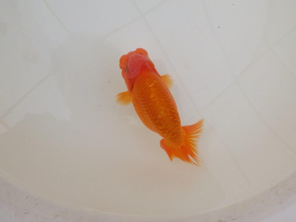 【 和歌山 濱田氏 系統魚】当歳らんちゅう G 約14,5㎝ 四ッ尾 二本舵 オス?