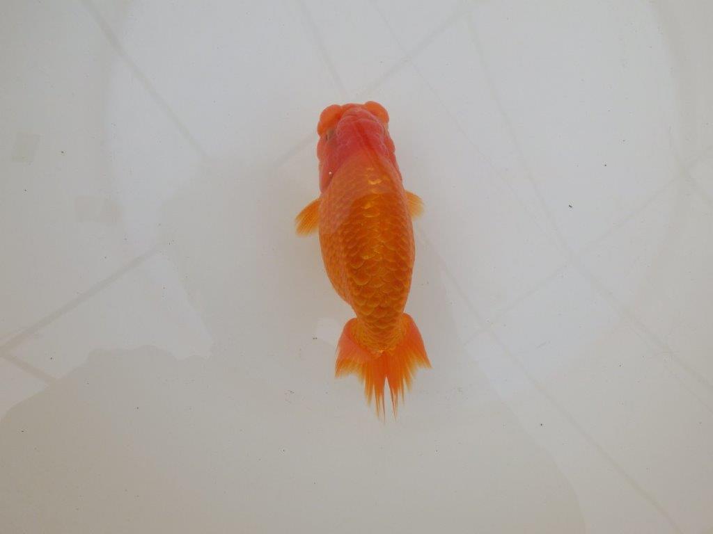 【 和歌山 濱田氏 系統魚】当歳らんちゅう G 約14,5㎝ 四ッ尾 二本舵 オス?