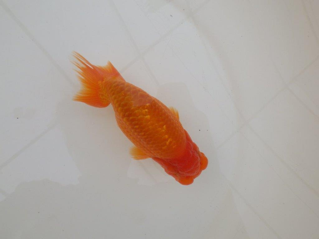 【 和歌山 濱田氏 系統魚】当歳らんちゅう G 約14,5㎝ 四ッ尾 二本舵 オス?