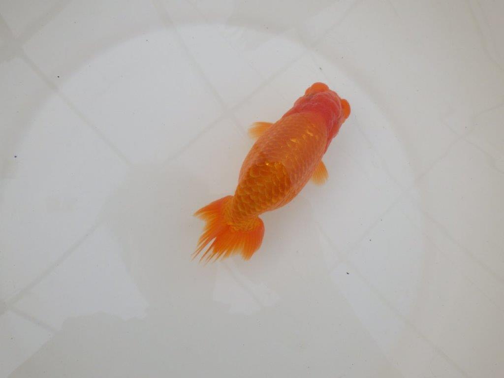 【 和歌山 濱田氏 系統魚】当歳らんちゅう G 約14,5㎝ 四ッ尾 二本舵 オス?