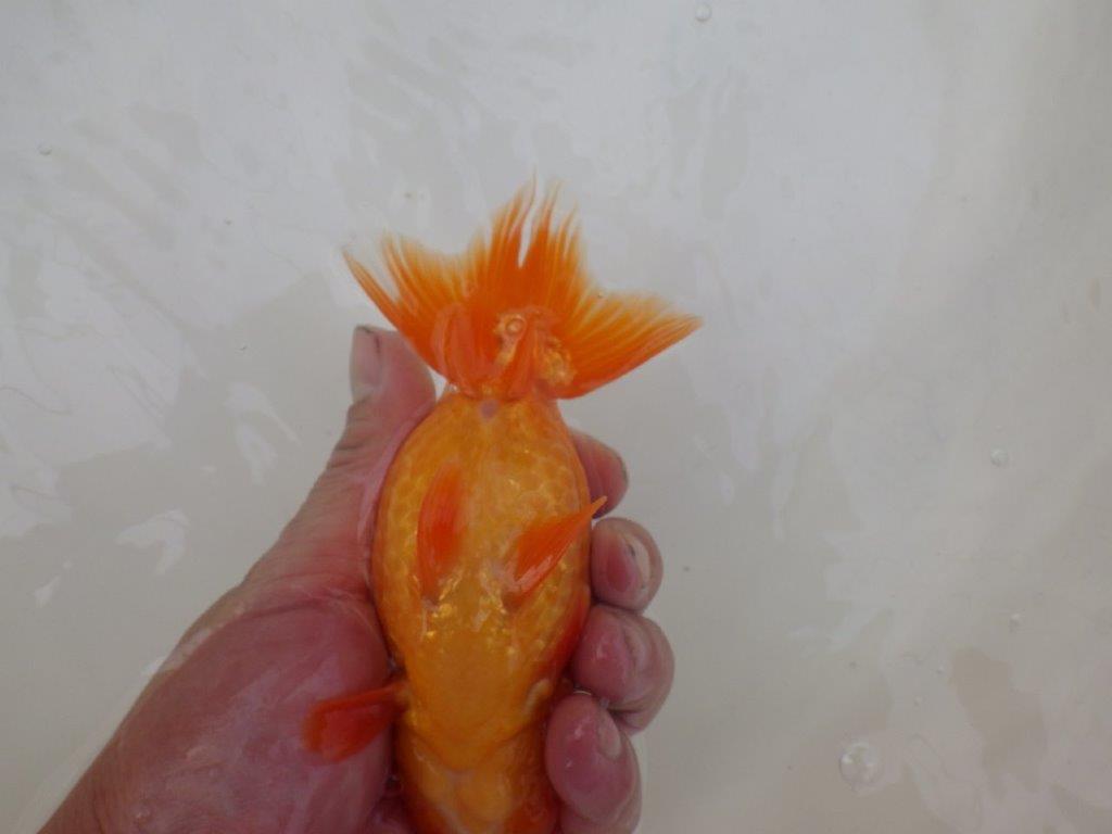 【 和歌山 濱田氏 系統魚】当歳らんちゅう G 約14,5㎝ 四ッ尾 二本舵 オス?