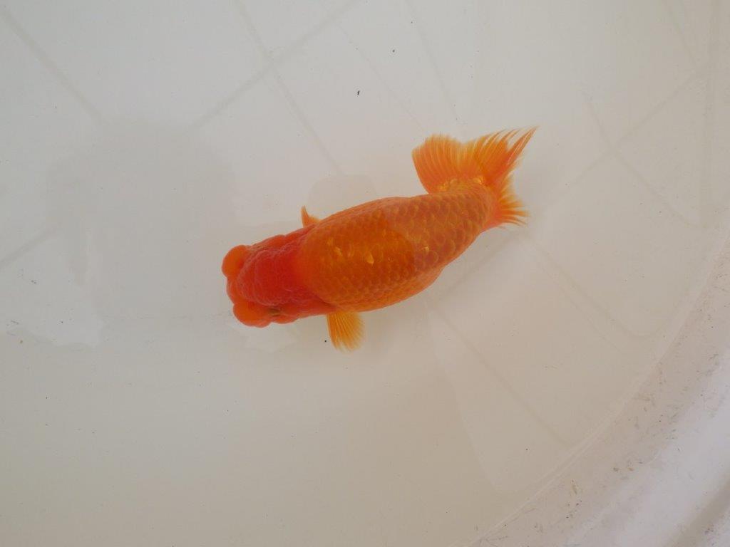 【 和歌山 濱田氏 系統魚】当歳らんちゅう G 約14,5㎝ 四ッ尾 二本舵 オス?