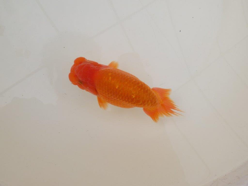 【 和歌山 濱田氏 系統魚】当歳らんちゅう G 約14,5㎝ 四ッ尾 二本舵 オス?