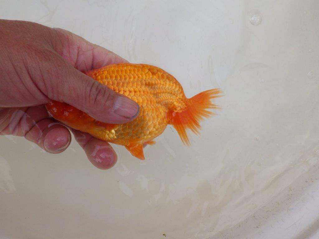 【 和歌山 濱田氏 系統魚】当歳らんちゅう G 約14,5㎝ 四ッ尾 二本舵 オス?