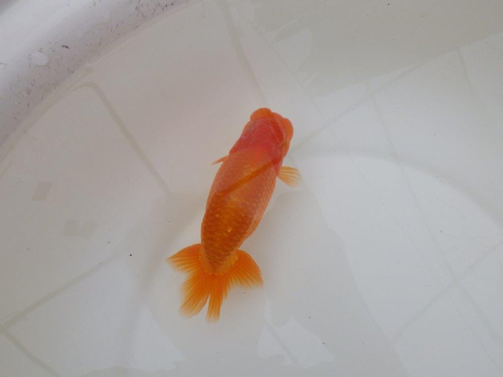 【 和歌山 濱田氏 系統魚】当歳らんちゅう I 約13㎝ 四ッ尾 二本舵 オス?