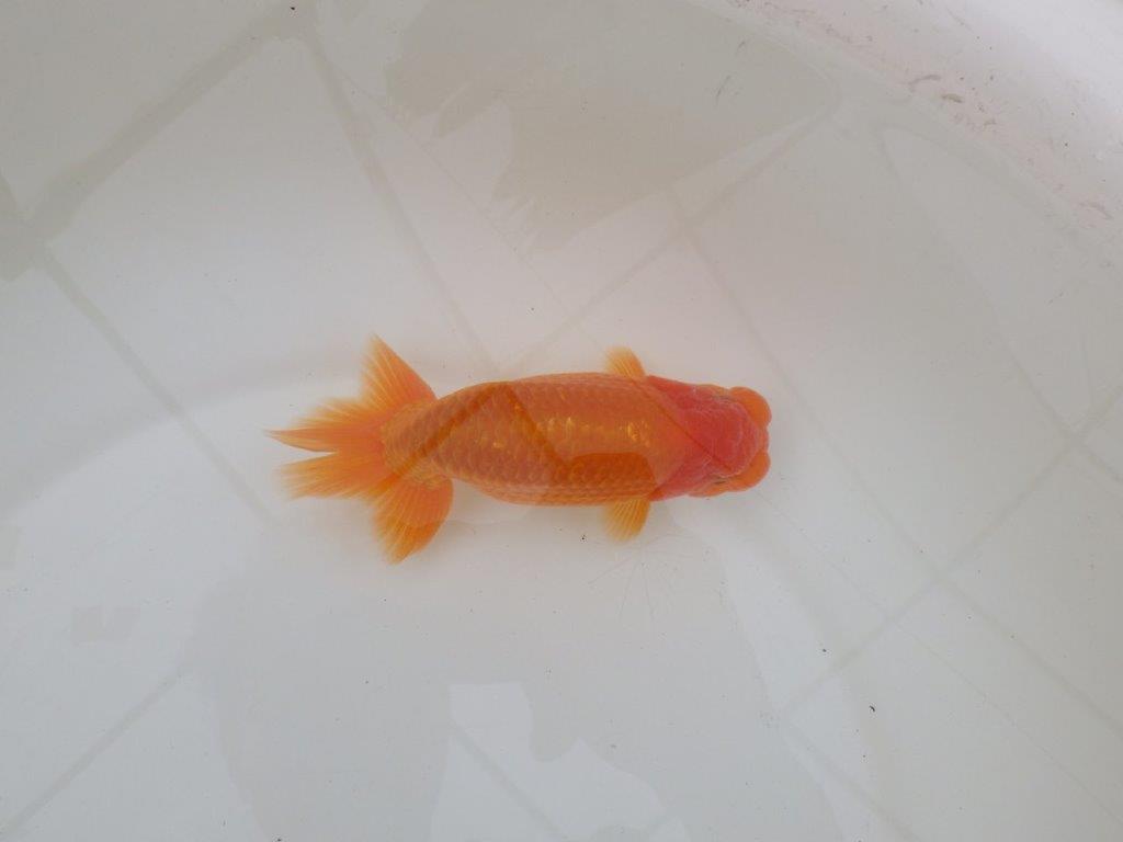 【 和歌山 濱田氏 系統魚】当歳らんちゅう I 約13㎝ 四ッ尾 二本舵 オス?