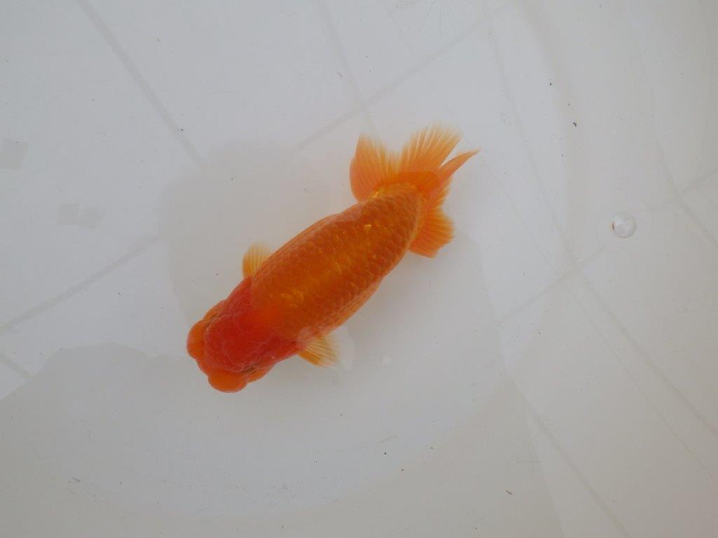 【 和歌山　濱田氏　系統魚】当歳らんちゅう　I　約13㎝  四ッ尾　二本舵　オス？の上身