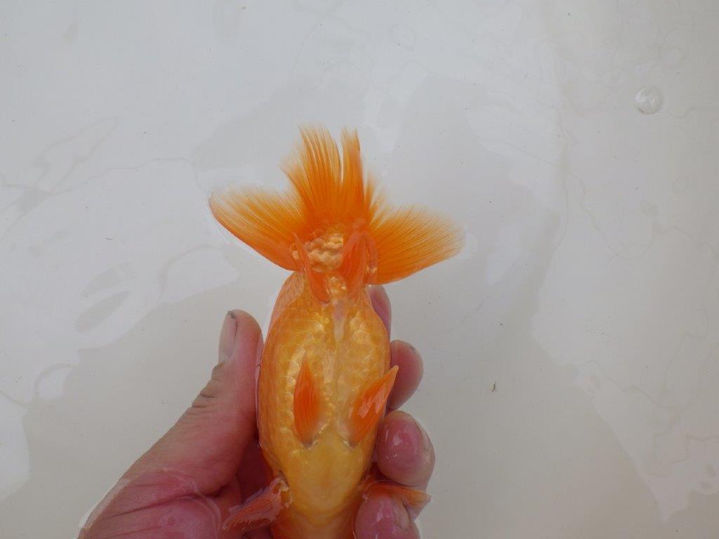 【 和歌山 濱田氏 系統魚】当歳らんちゅう I 約13㎝ 四ッ尾 二本舵 オス?