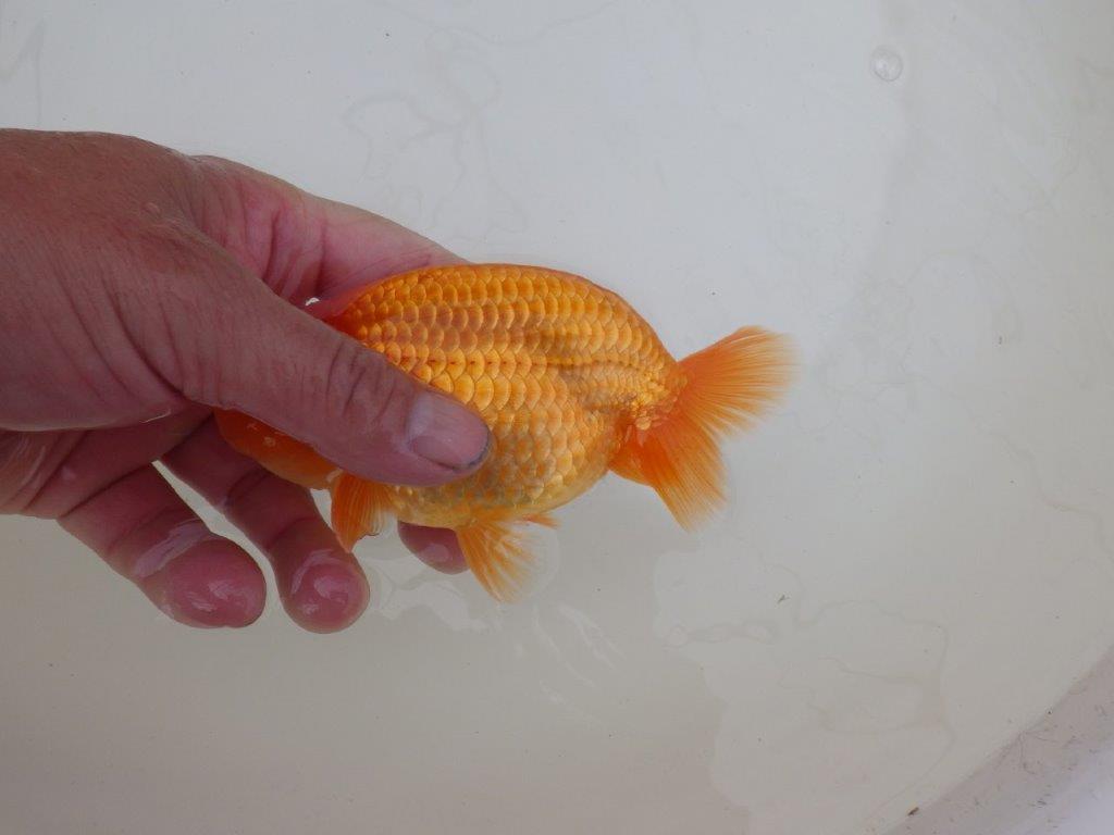 【 和歌山 濱田氏 系統魚】当歳らんちゅう I 約13㎝ 四ッ尾 二本舵 オス?