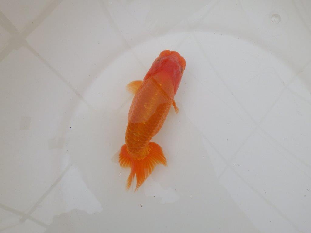 【 和歌山 濱田氏 系統魚】当歳らんちゅう J 約15㎝ 四ッ尾 二本舵 オス?