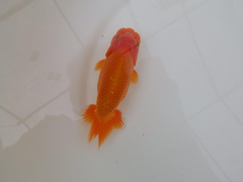 【 和歌山 濱田氏 系統魚】当歳らんちゅう J 約15㎝ 四ッ尾 二本舵 オス?